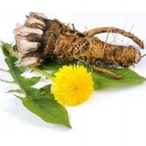 Korijen maslačka: ljekovita svojstva i kontraindikacije, recepti za dekocije, infuzije, recenzije